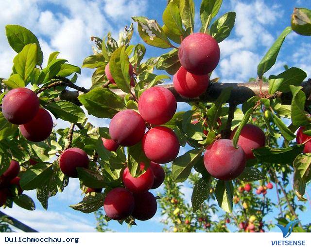 Mùa Mận Mộc Châu Kết Trái